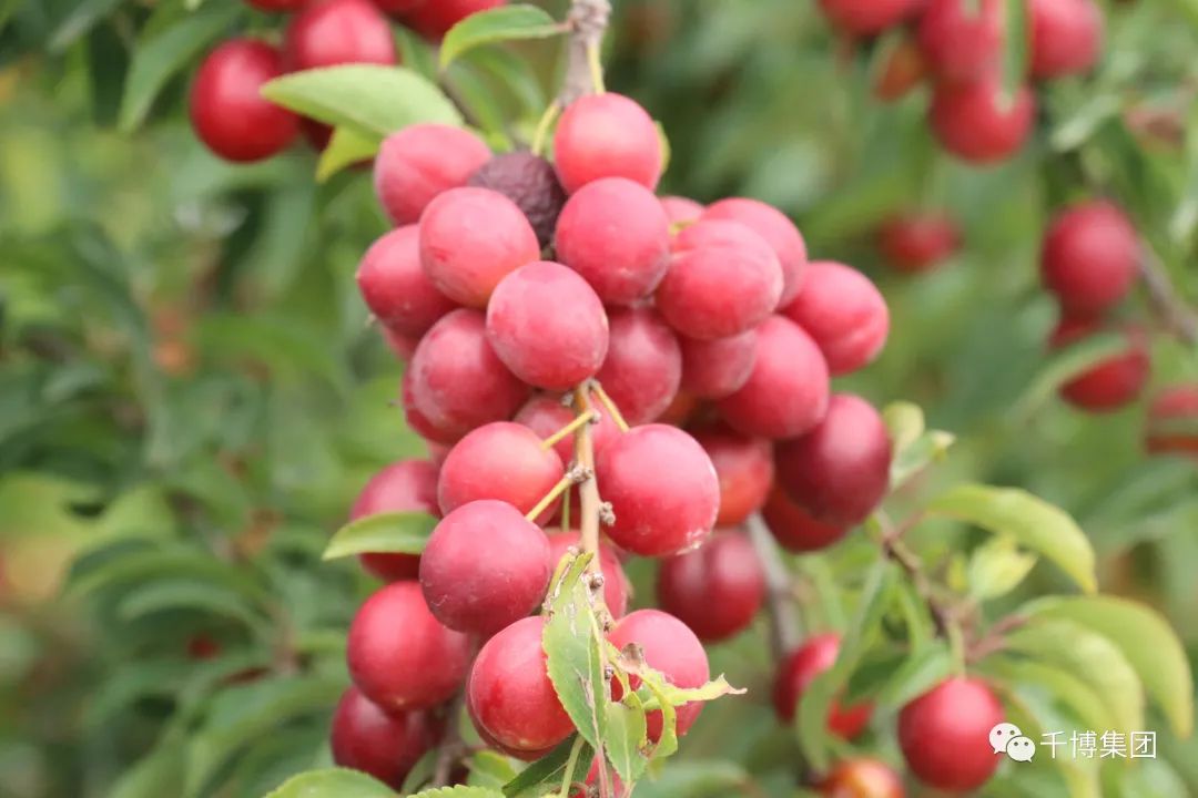 樱桃李为什么这么珍贵?这篇文章告诉你答案!