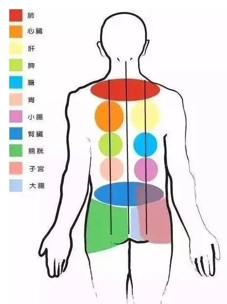 膀胱经在人体的背部,人体的五脏六腑均可在背部找到相应的对应区,如背