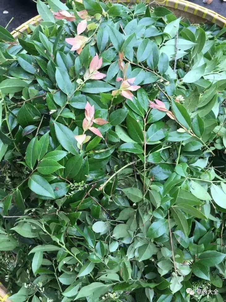 南烛叶的功效和作用