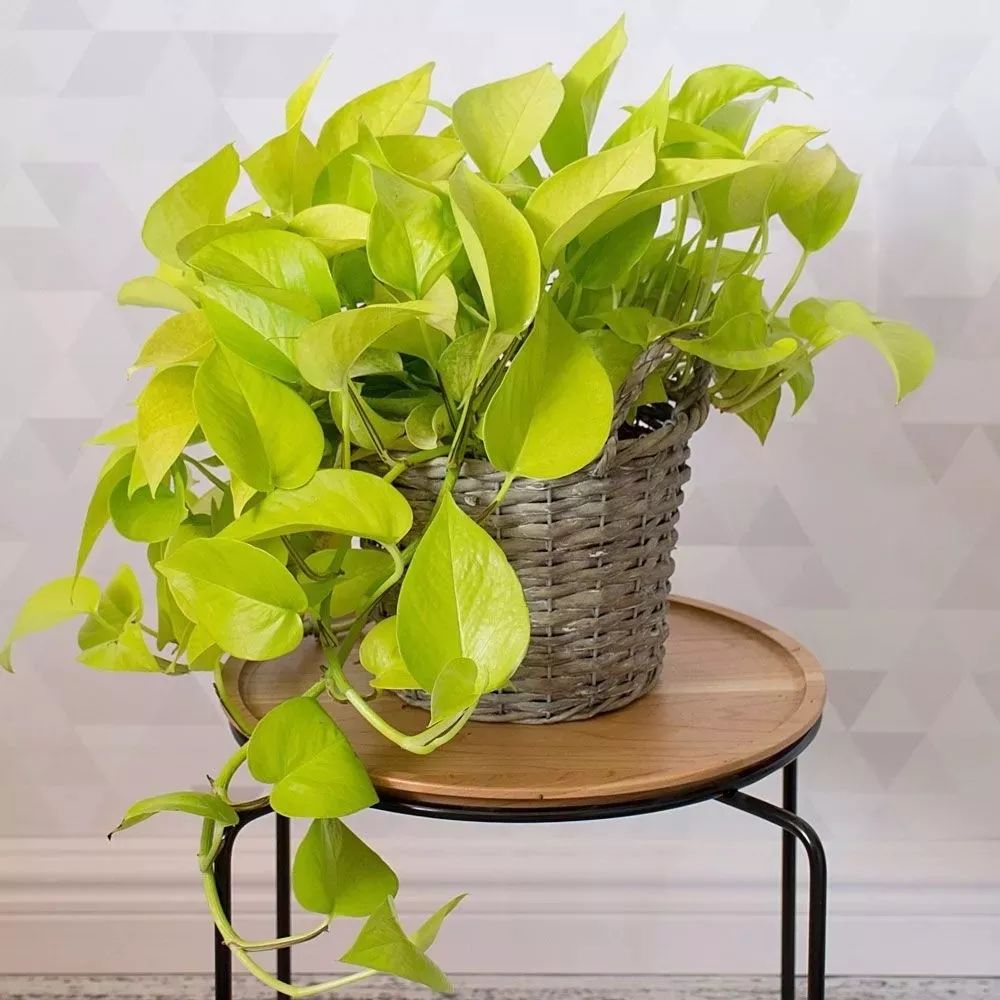 好养又耐阴的几种盆栽绿植,适合养室内,没太多阳光仍旧生长健壮!