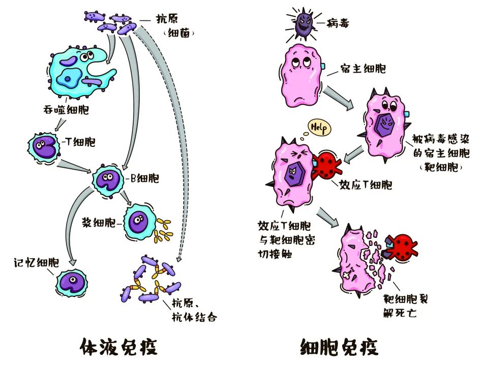 人体健康的守护神——免疫系统是怎么工作的?
