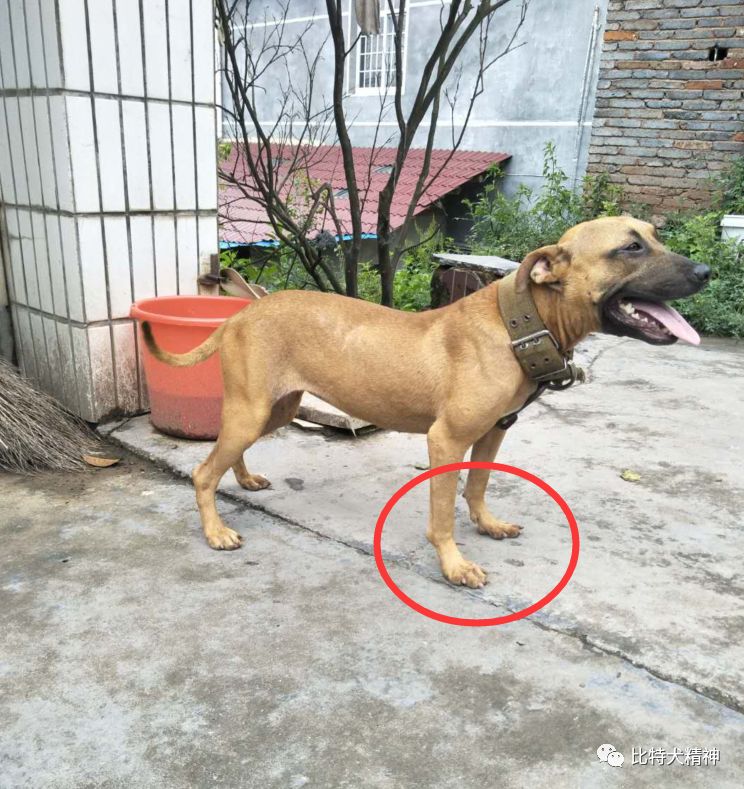 幼犬趴蹄,外八与o型腿的治疗 - 比特犬