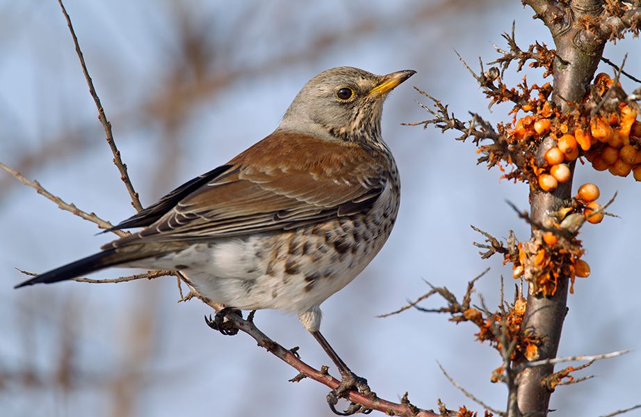 小动物们爱吃沙棘果