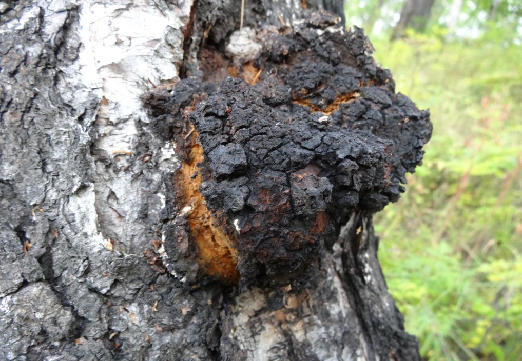 山东卫视《大医本草堂》两次报道的桦褐孔菌,究竟有什么神奇?