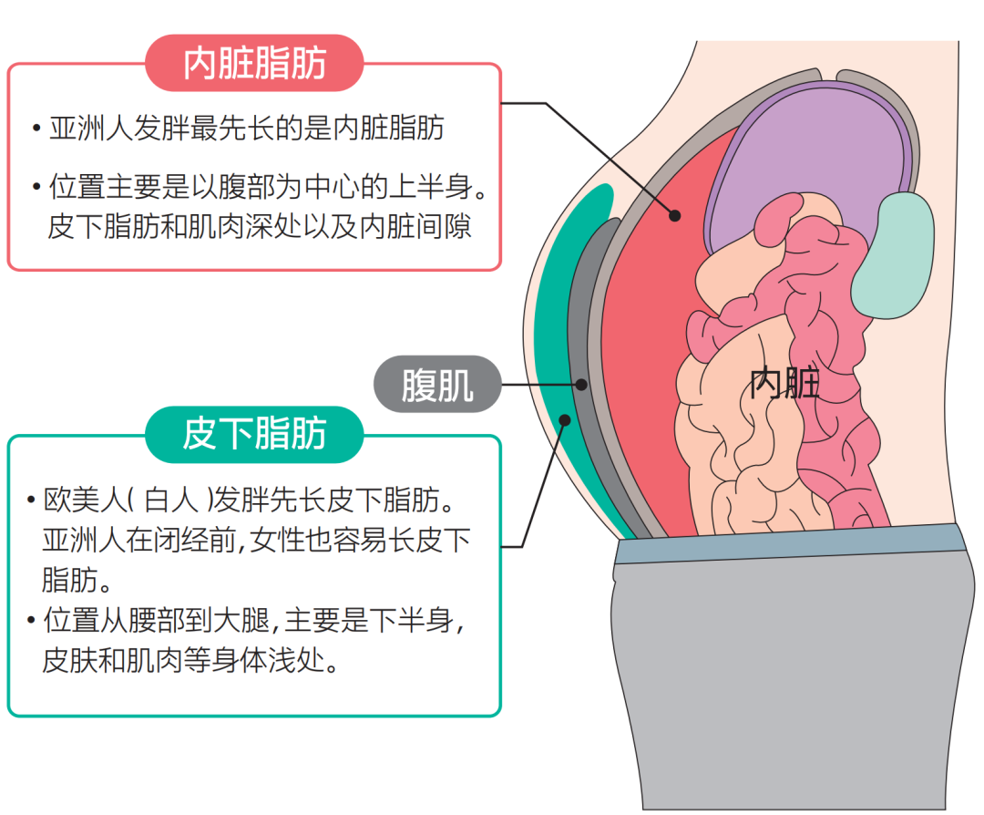 内脏脂肪主要长分布在腹部,胸部和肩部等上半身.